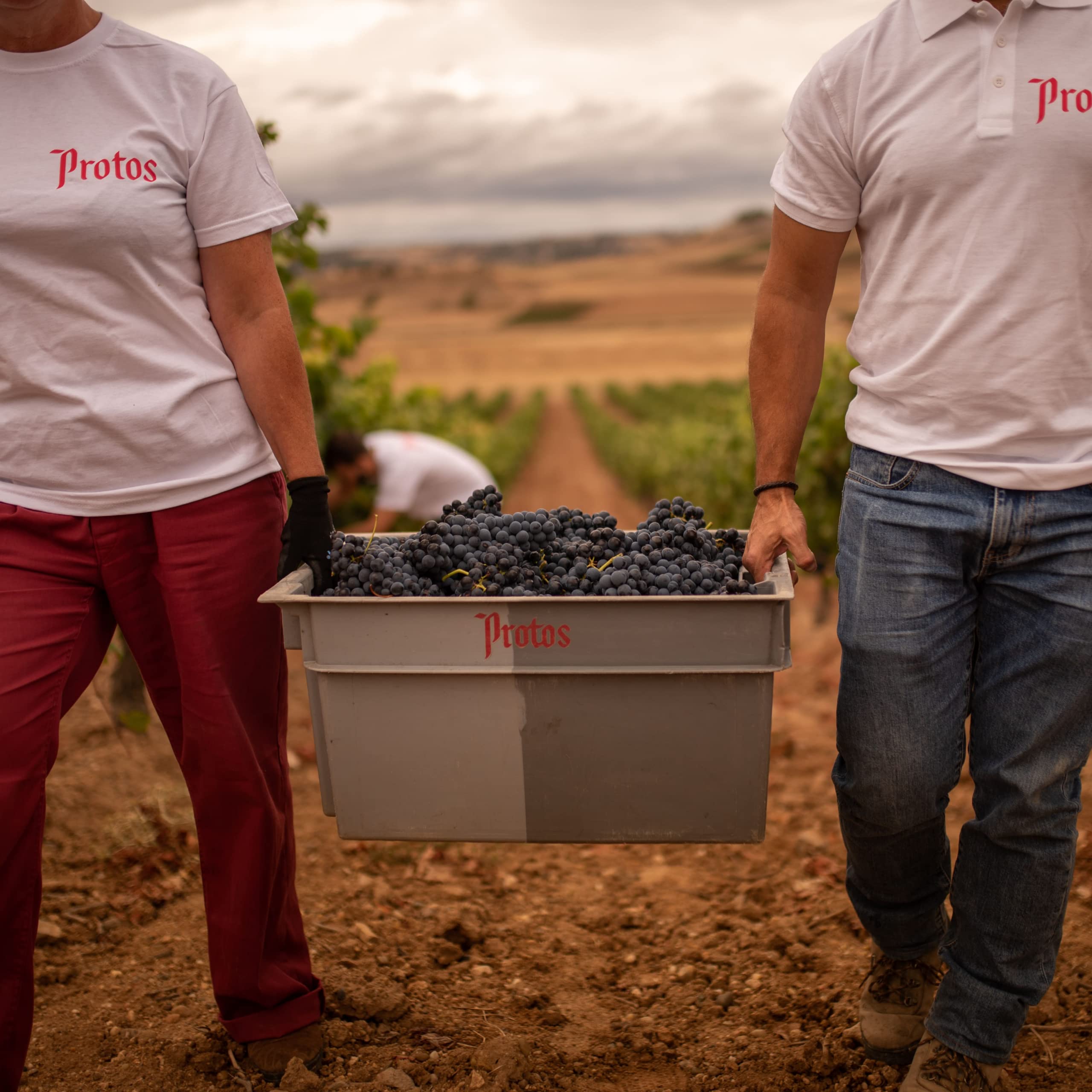 Protos 27, Vino Tinto, Tempranillo, Vino insignia de la bodega, DO Ribera del Duero - botella 750ml
